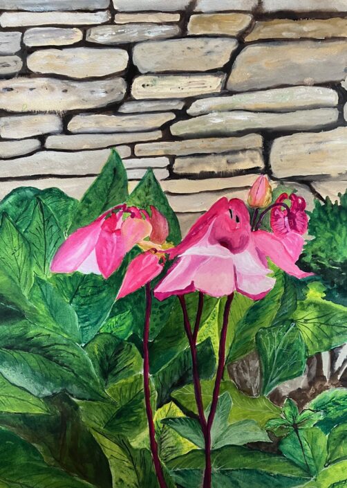 Aquilegia, Tetbury, Cotswolds